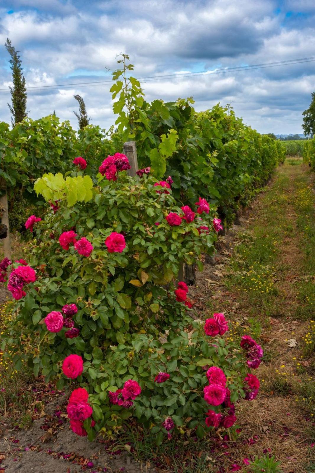 Chateau Vieux Clos Saint Emilion Экстерьер фото